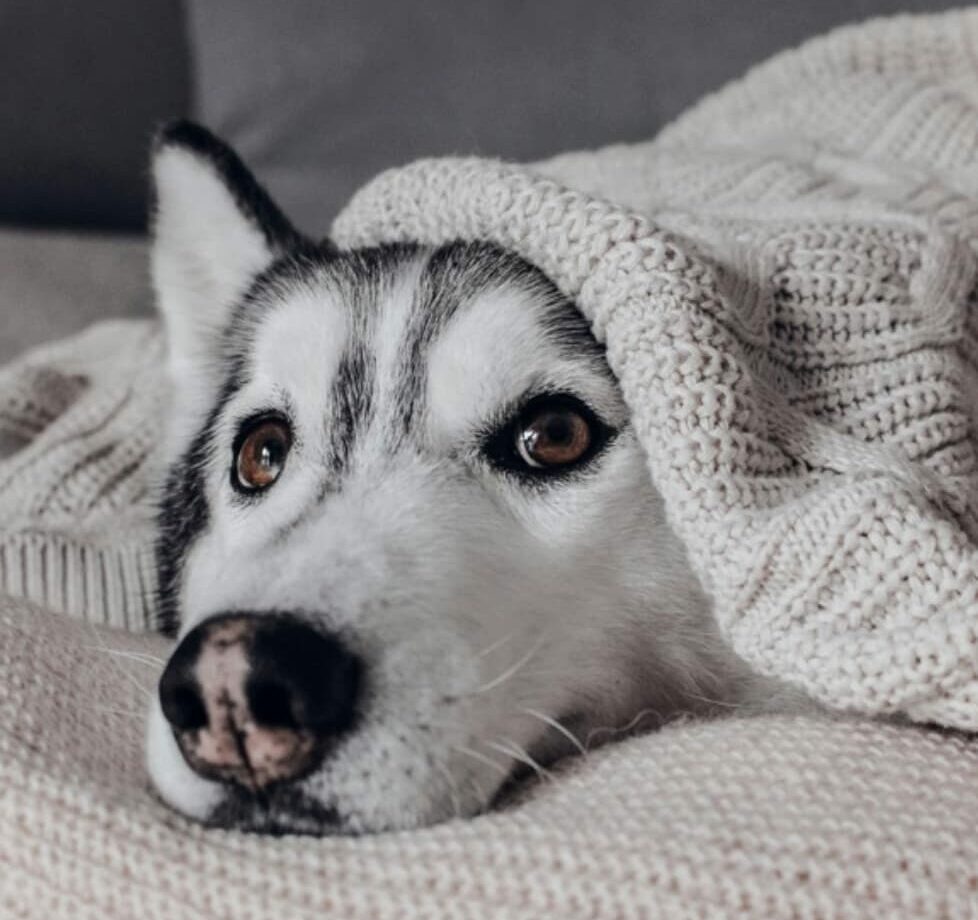 How to Ease Pet Separation Anxiety